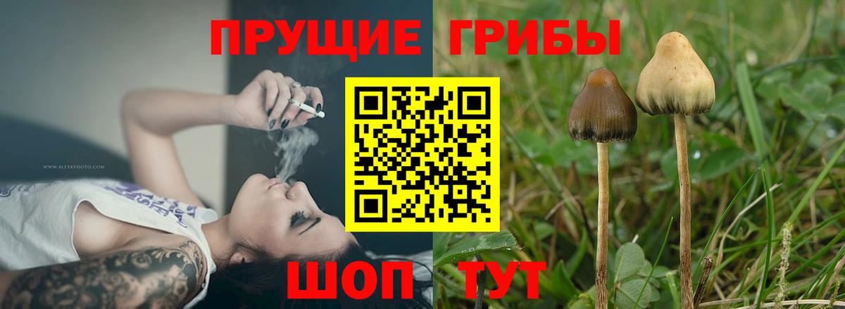 Псилоцибиновые грибы MAGIC MUSHROOMS Верхняя Пышма